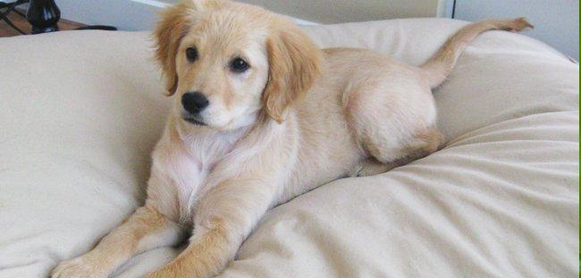 bg Comfort Retriever